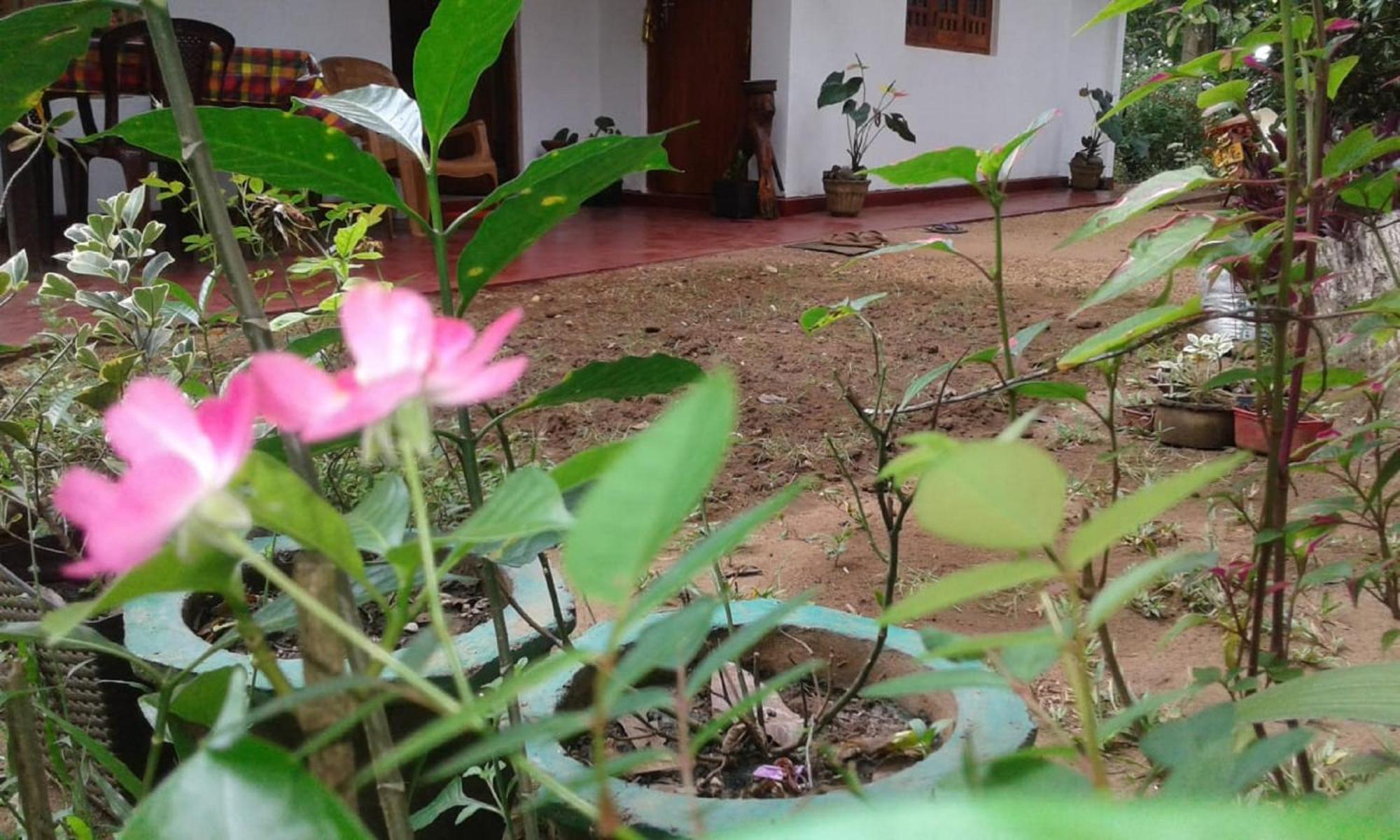 Winstar Homestay Sigiriya Eksteriør billede