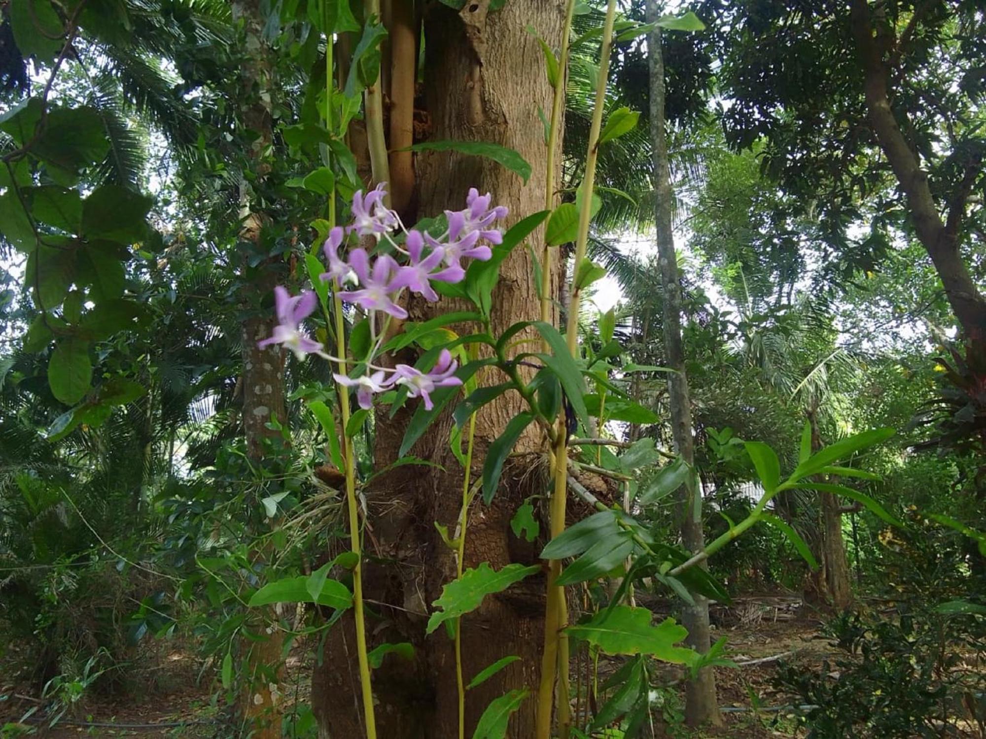 Winstar Homestay Sigiriya Eksteriør billede