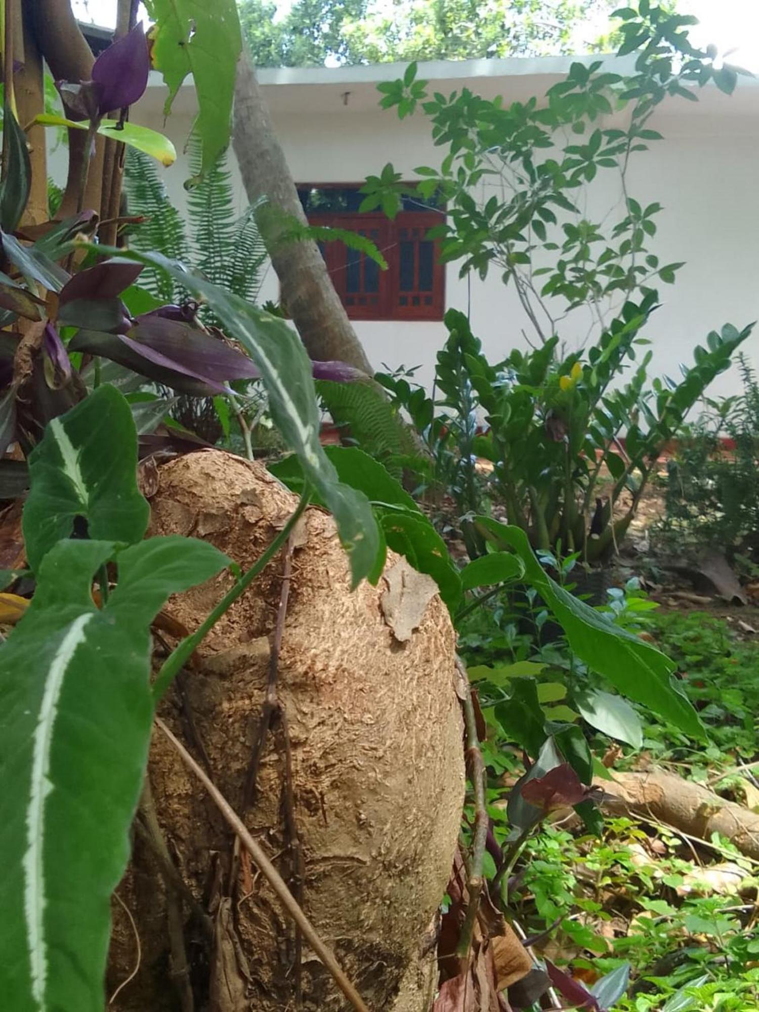 Winstar Homestay Sigiriya Eksteriør billede