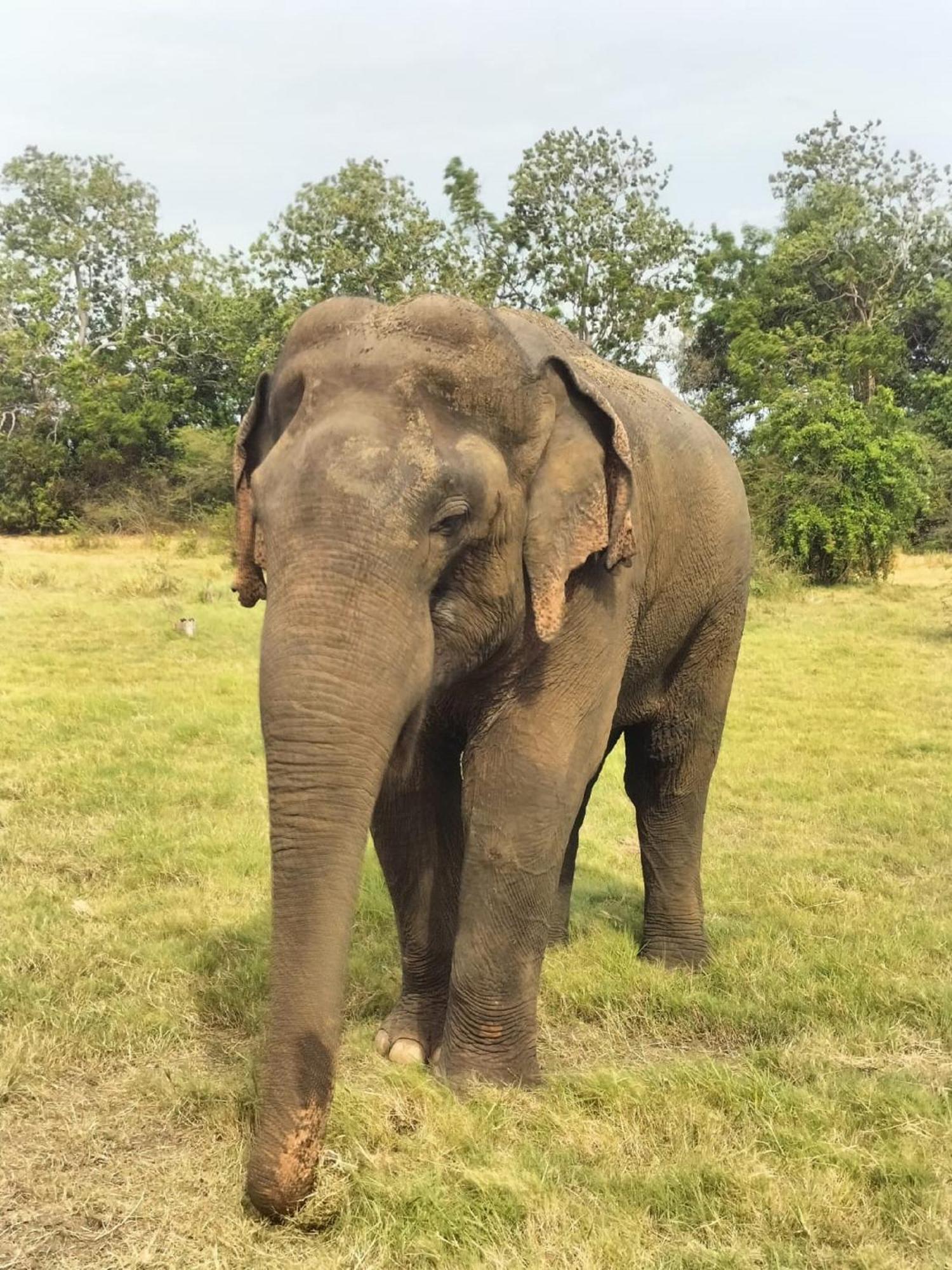 Winstar Homestay Sigiriya Eksteriør billede