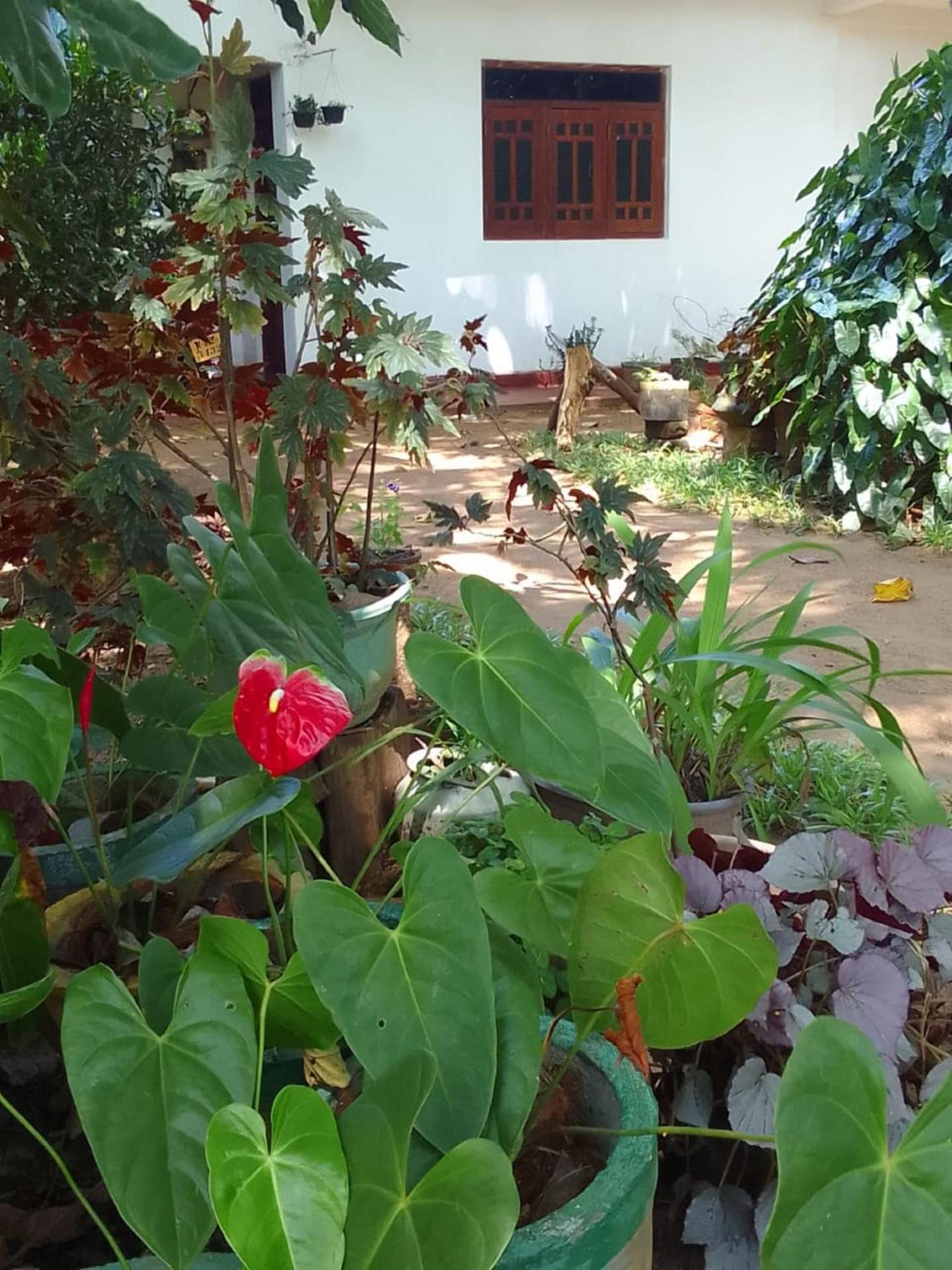 Winstar Homestay Sigiriya Eksteriør billede